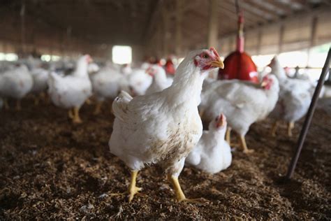 Infectious bird flu again detected in Minnesota, less than four months since last case